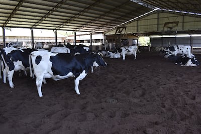 Las vacas de alta producción necesitan condiciones adecuadas de confort y alimentación para que puedan expresar su potencial a la hora de producir leche.