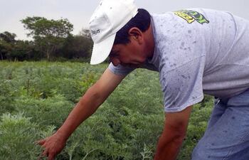 un-tecnico-de-la-empresa-santa-margarita-muestra-una-parcela-de-ajenjo-cuyo-cultivo-buscan-impulsar--220056000000-544031.jpg