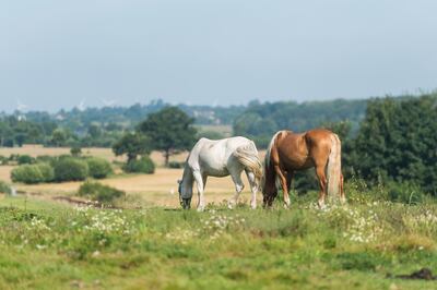 Los caballos también necesitan un sitio en el que se puedan proteger del sol en verano.