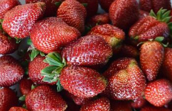 en-la-expo-frutilla-yaguaron-poty-ofertan-la-deliciosa-fruta-roja-al-costado-de-la-ruta-1-mariscal-lopez--203858000000-1497770.jpg