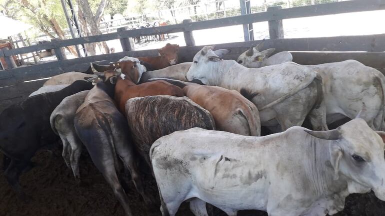 Apenas 40 animales fueron recuperados de un lote de 200 que fueron sustraidos de una estancia en Presidente Hayes.