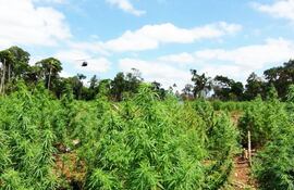 segun-el-indert-solo-cuando-hay-denuncia-particular-y-especifica-de-lotes-con-plantaciones-de-marihuana-se-toma-intervencion-para-desestimar-el-pedid-210459000000-1328241.jpg