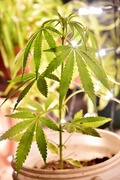 El cáñamo y cannabis tienen diferencias y múltiples usos. Hasta sirve de alimento, similar al aceite de oliva, y más propiedades.