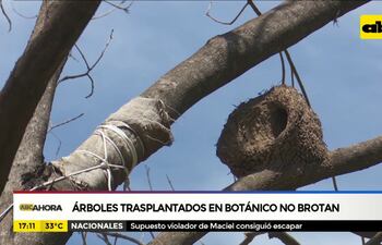 Árboles trasplantados en Botánico no brotan