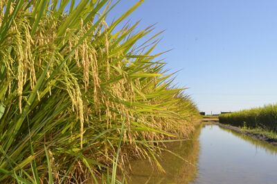 Arroz  y peces, una excelente integración