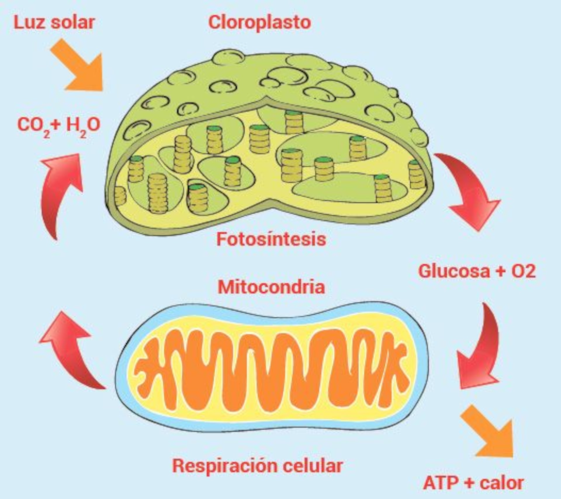 Las plantas: fotosíntesis y respiración - Escolar - ABC Color