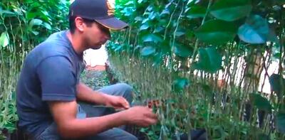 Injerto en viveros. Este es uno de los bloques del Programa ABC Rural Tv 891.