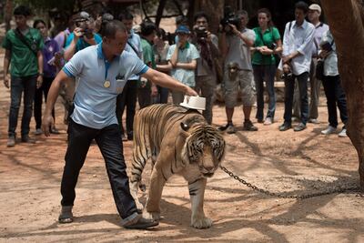 En esta foto de archivo un oficial de vida salvaje escanea un microchip implantado en un tigre del templo para tigres Wat Pha Luang Ta Bua tiger en Kanchanaburi.