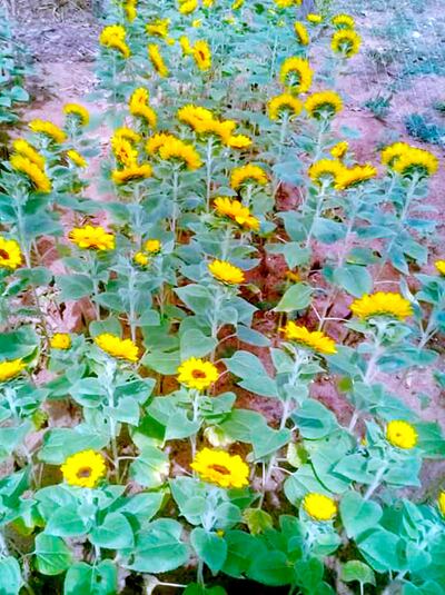 Ideal para viveristas y orquidófilos.