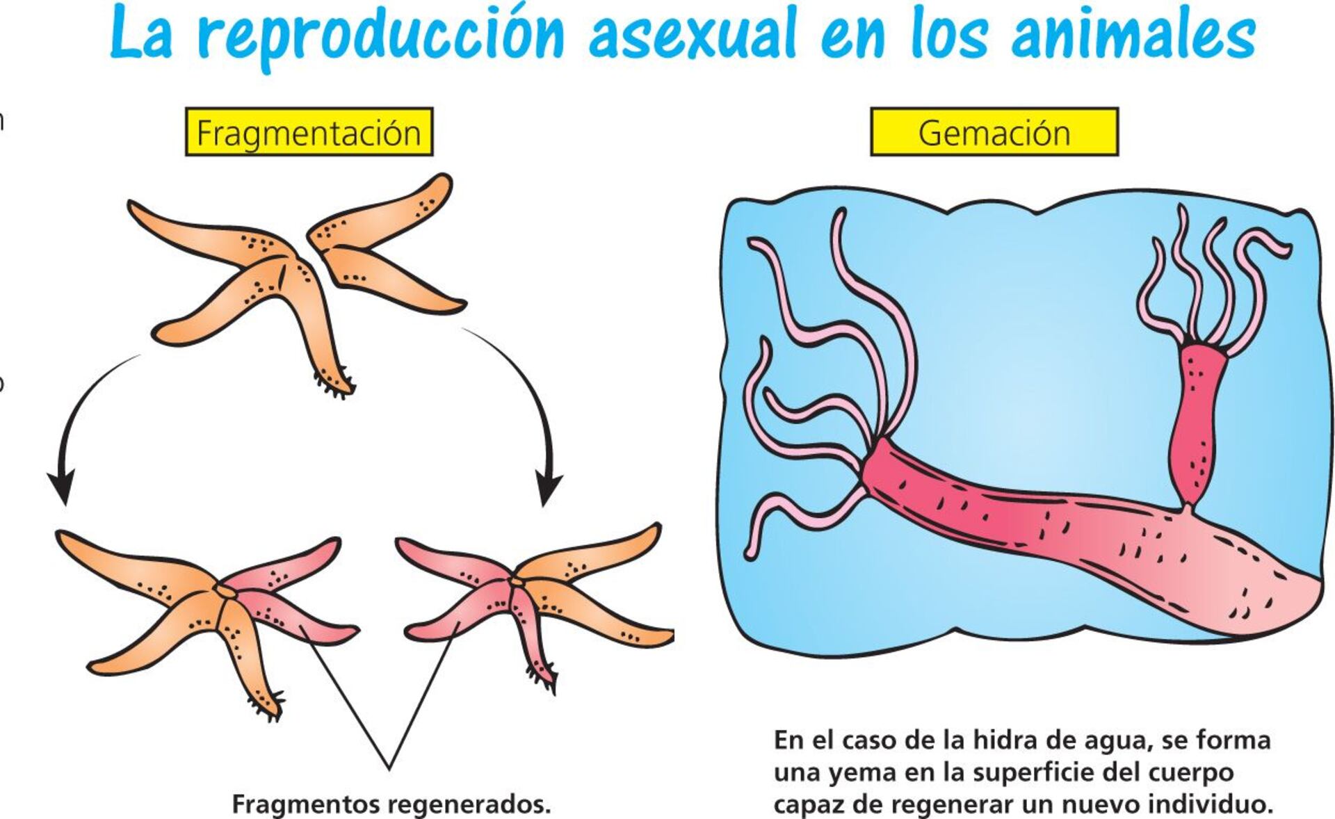 ejemplos de organismos unicelulares y pluricelulares