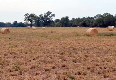 Solo algunos ganaderos del Chaco pudieron hacer heno, debido a la sequía.