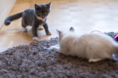 Hay que tener en cuenta ciertos pasos para que el nuevo gato sea aceptado por el primero.