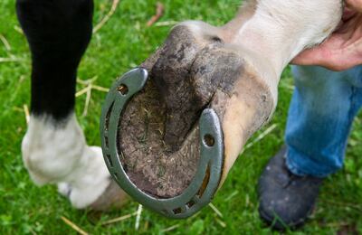 Engrasar el casco o las pezuñas forma parte de la rutina de cuidado del caballo, pero hay que hacerlo con moderación, dicen los expertos.