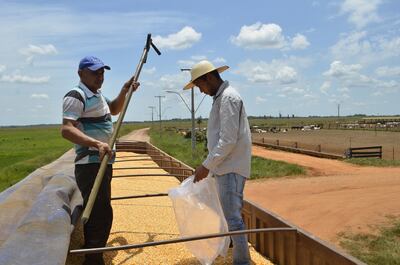 El maíz es uno de los rubros más producidos en el mundo y actualmente  es uno de los puntales de la agricultura empresarial tecnificada del Paraguay.