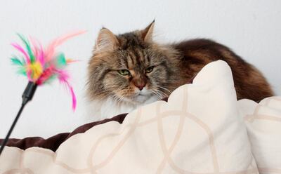 Imagen sin descripción