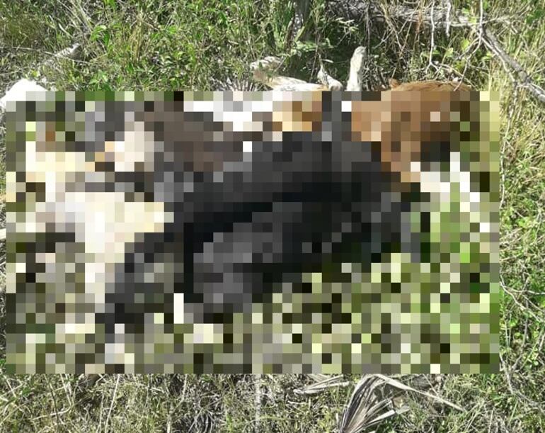 Denuncian supuesta matanza masiva de perros en una estancia del Chaco.
