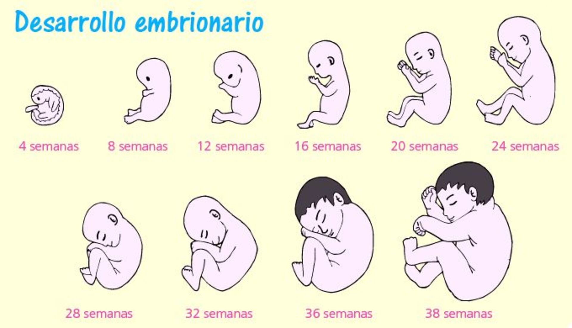 etapas de desarrollo del embrión humano