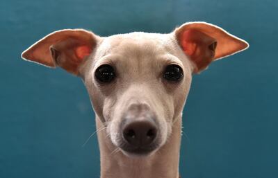 Spotify preparó listas de música especiales para perros y otras mascotas.