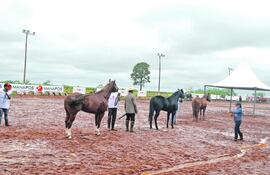 equinos-para-diversas-actividades-83035000000-1574276.JPG