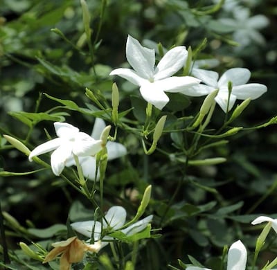 Imagen sin descripción