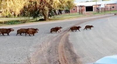 Un rebaño de carpinchos, adultos y menores, pasando por la rotonda en el centro de la ciudad de Loma Plata.