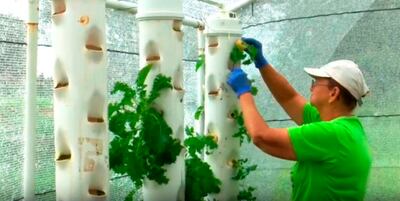 Se muestra un innovador sistema de producción de plantas.