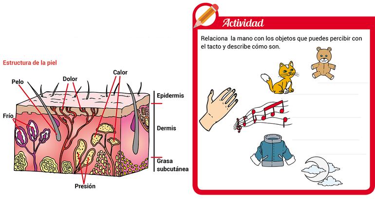 fotos del sentido del tacto