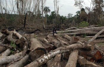 deforestacion-83135000000-1705545.jpg