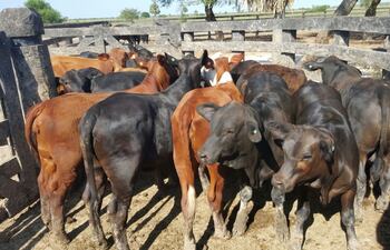 manejo-de-hacienda-de-cria-en-el-bajo-chaco-84002000000-1581179.jpg