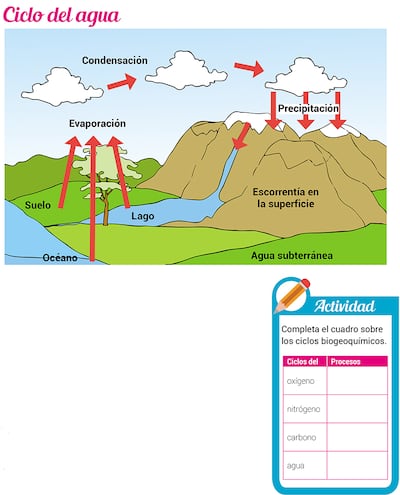 Ciclos biogeoquímicos