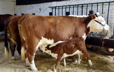 Este ejemplar hembra de la raza Hereford  se alimenta y  a la vez amamanta a su cría, en el galpón de la mencionada raza.