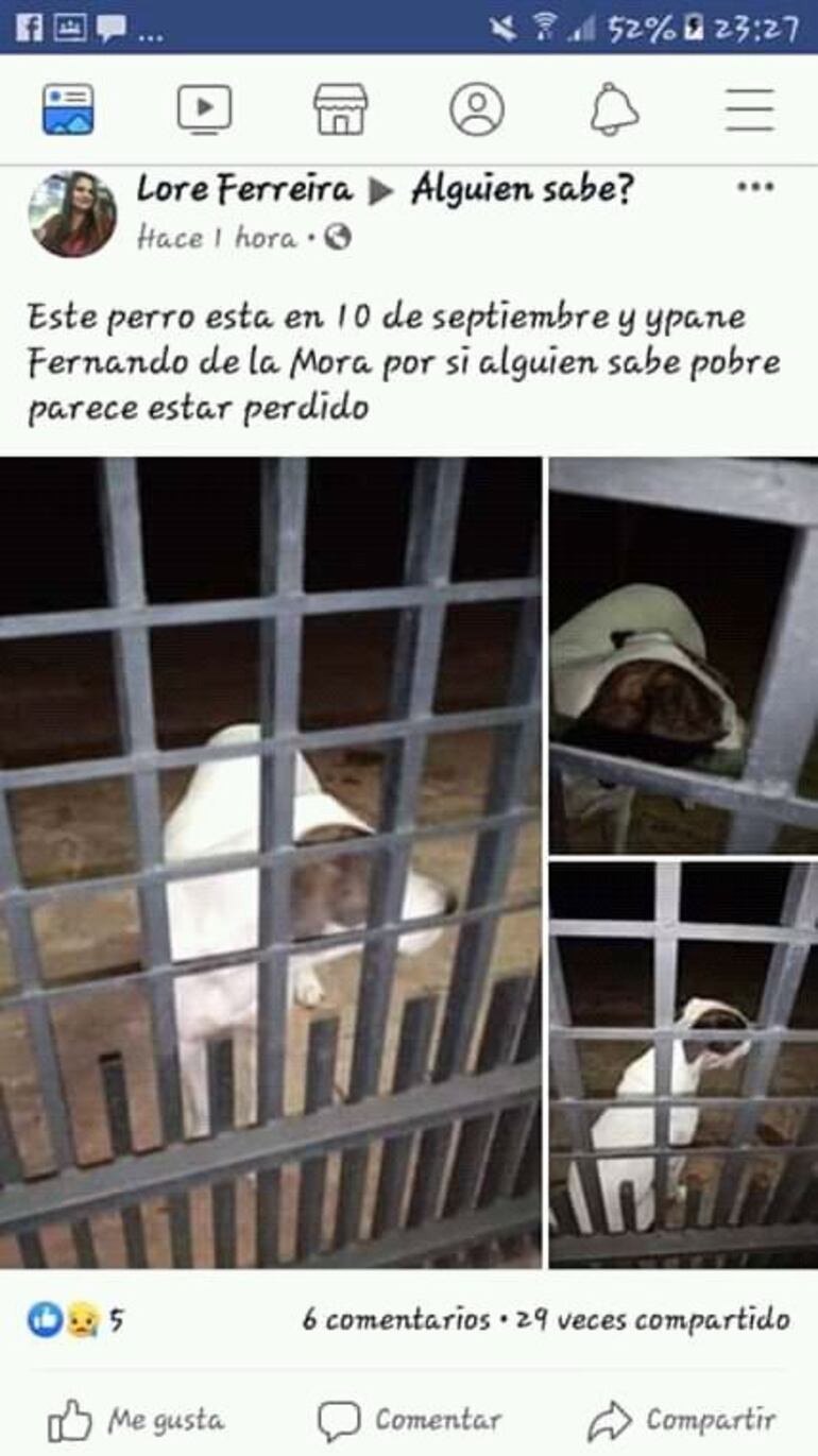 Pirata, un hermoso pitbull mestizo, se escapó un día de su casa y no supo volver. Oscar Palacios Larrosa (76) lo busca afanosamente.