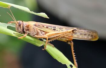 foto-de-una-langosta-schistocerca-cancellata-enviada-por-efe-tomada-en-cabezas-santa-cruz-bolivia--211520000000-1554487.jpg