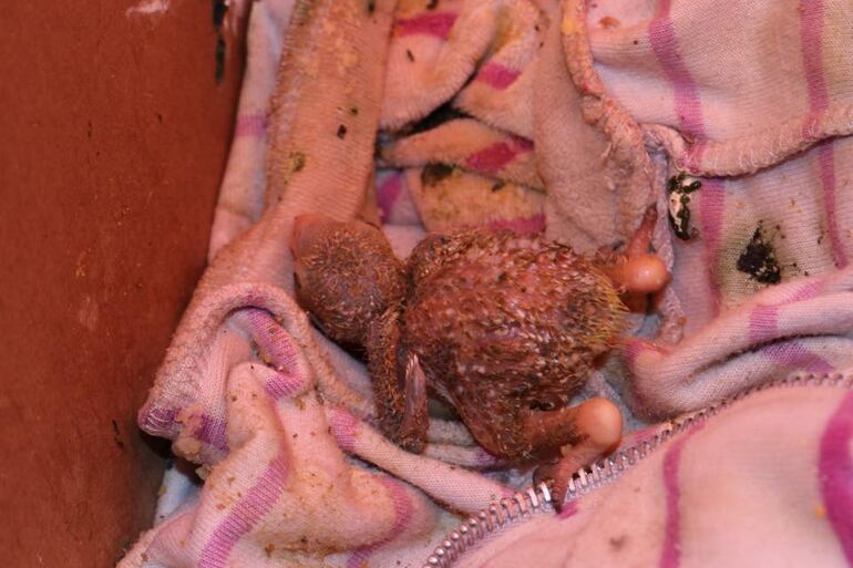 Incautan animales silvestres y exóticos en el Mercado 4.