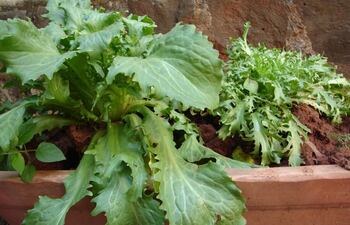 cultivo-de-escarola-74657000000-1749426.jpg