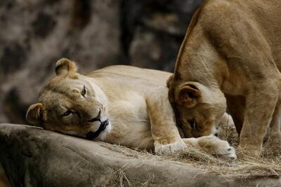 Imagen sin descripción