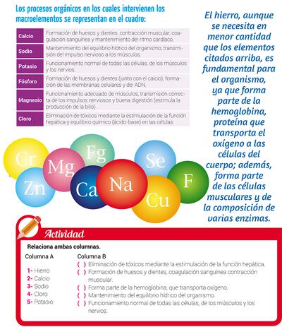 Los minerales: función en el organismo