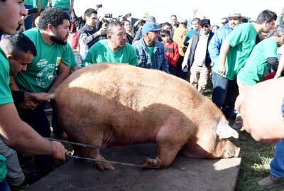 “El Chanchón” de Osvaldo González se quedó con el primer lugar por segundo año consecutivo. Su peso fue de 412.6 kilogramos.