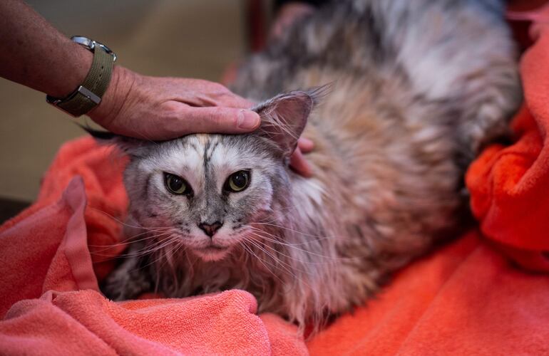 Bess es acariciada por su dueña, después de su sesión de hidroterapia. 