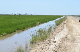 produccion-de-arroz-en-armonia-con-el-medio-73000000000-1810298.JPG