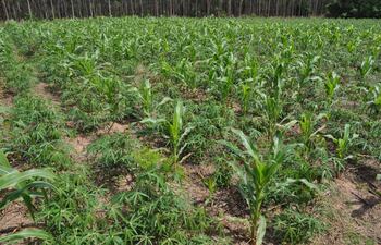 malezas-en-cultivos-de-mandioca-73713000000-1773833.JPG