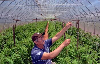 don-salvador-torres-en-plena-tarea-de-verificacion-y-raleo-de-las-plantas-de-tomate-dentro-del-moderno-invernadero--202918000000-1525096.jpg
