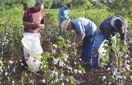 el-cultivo-del-algodon-era-el-principal-rubro-de-ingreso-del-campesino-pero-hoy-casi-ya-no-se-cultiva--220828000000-1582530.jpg