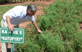 el-entonces-ministro-de-agricultura-candido-vera-2009-en-una-parcela-de-kaa-he-en-nl-stevia-en-resquin--214014000000-1578464.jpg