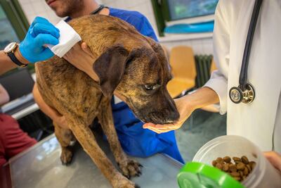 Un perro que pese más de 20 kilos, tenga entre uno y diez años, esté sano y no haya estado nunca en el exterior puede donar sangre cada tres meses.