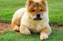la-perrita-prenada-194543000000-1579893.jpg