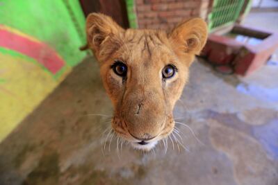 Un cachorro de león de seis meses de edad en el zoológico de Saná, Yemen.