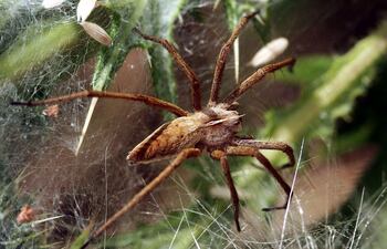realizar-un-catalogo-de-aranas-del-paraguay-es-la-meta-que-inspira-a-la-biologa-carolina-recalde--192730000000-1452801.jpg