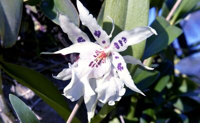 Imagen sin descripción