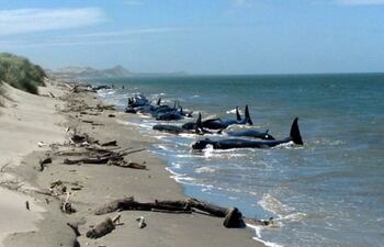 recientemente-39-cetaceos-murieron-tras-quedarse-varados-en-esa-zona-imagen-stuff-co-nz-215509000000-1036701.jpg
